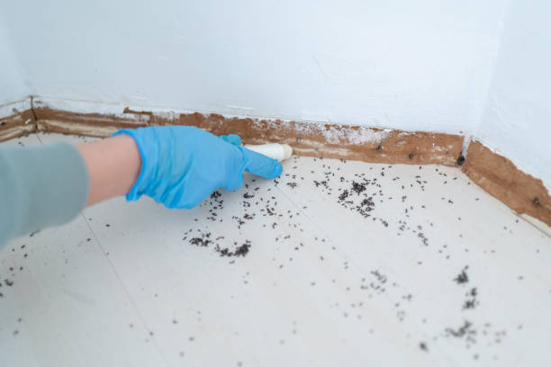 Best Cockroach Control Services  in Obion, TN